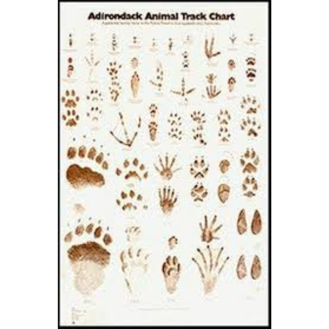 Adirondack Animal Track Chart | Blue Line Book Exchange a Wholesale and  Distribution Company